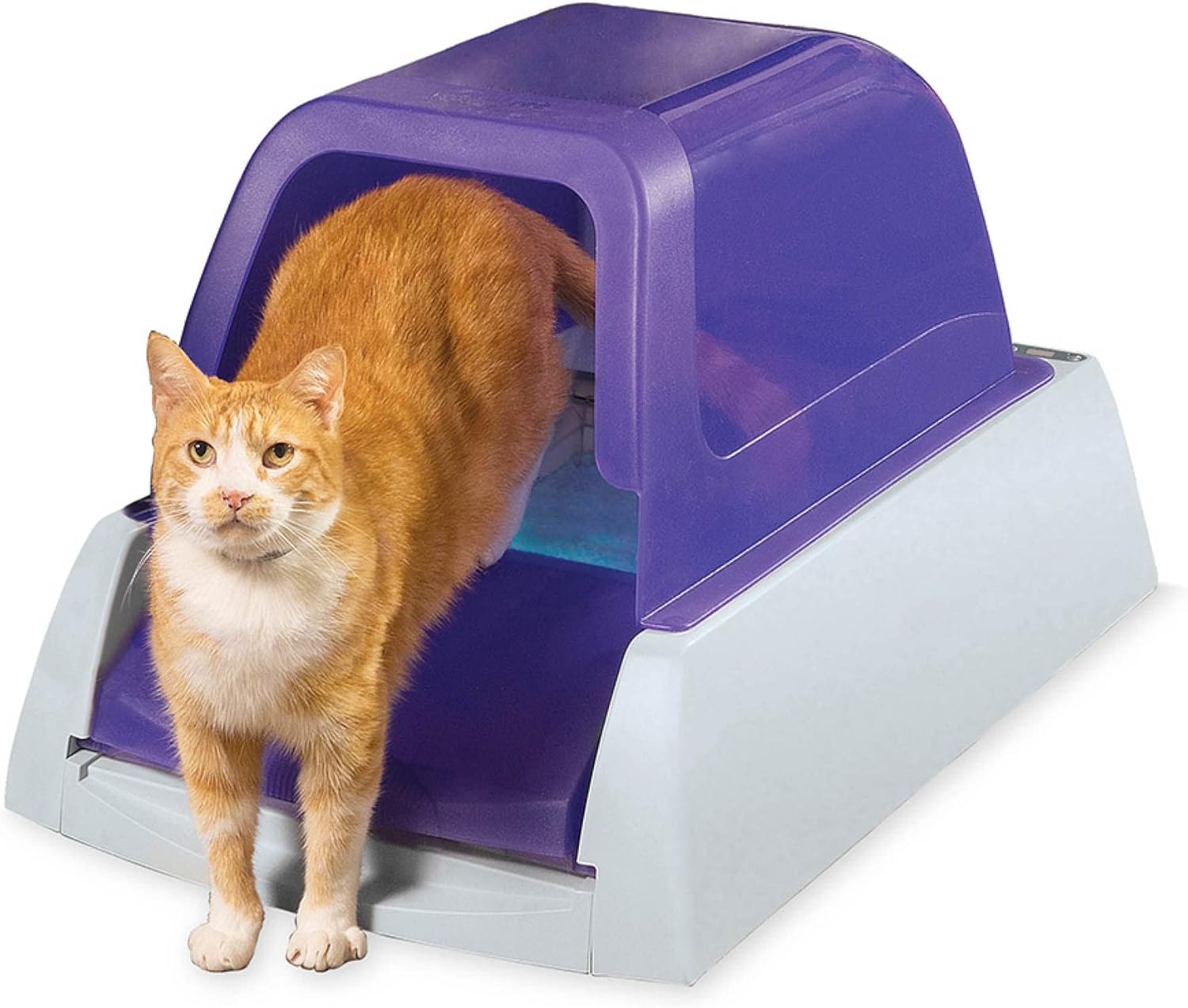 Best Automatic Litter Box for Multiple Large Cats
